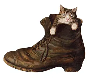 Katze in einem alten Schuh auf einer Grußkarte
