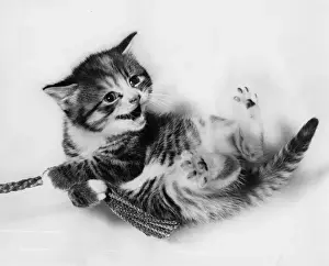 Unusual Pet Photos Drucke: Kitten lying on its back