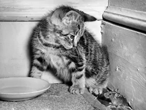 Unusual Pet Friends Drucke: Kitten and mouse in the corner of a room