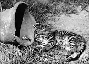 Katze und Schnecke