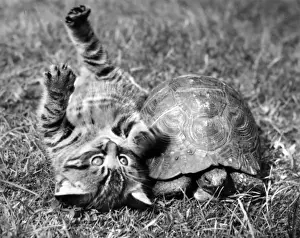 Unusual Animal Friends Drucke: Kitten and tortoise