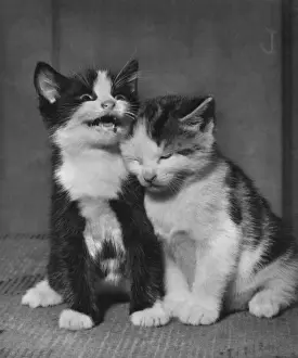 Vintage Kitten Photography Drucke: Two kittens