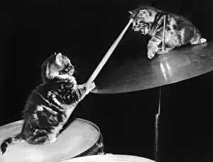 Verwandte Bilder Drucke: Zwei Katzen mit einem Schlagzeug