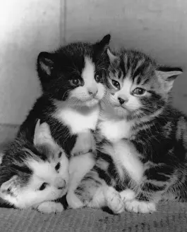 Unusual Pet Photos Drucke: Three kittens huddled together