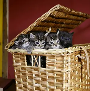 Gerahmter Druck : Vier Katzen in einem Korb