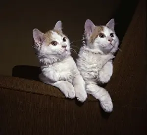 Zwei Katzen mit rosa Ohren