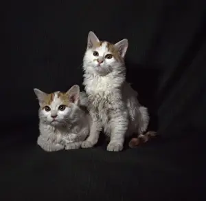 Zwei Katzen mit rosa Ohren