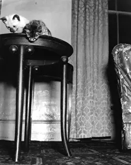 Indoor Cat Photos Drucke: Two Kittens on a Table