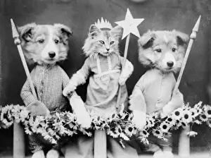 Vintage Cat Illustration Drucke: Kitty May Queen