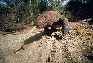 Asian Reptiles Drucke: Komodo Dragon