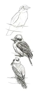 Raymond Sheppard Artwork Drucke: Kookaburra