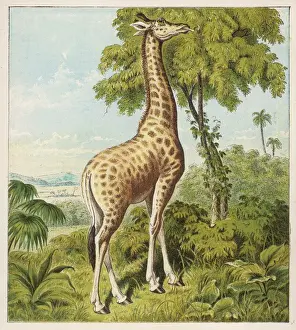 Drucke von Ein Giraff wird sein zufällig gebräuchtes Zunge benutzen, um die Blätter von einer sehr hohen Baum zu entfernen Giraffe Drucke: Kronheim / Giraffe