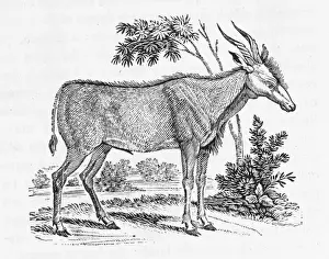 Wildlife Illustrations Online Drucke: Kudu (Bewick)
