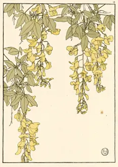 Laburnum