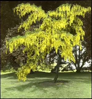 Fagaceae Family Plants Drucke: Laburnum and Copper Beech