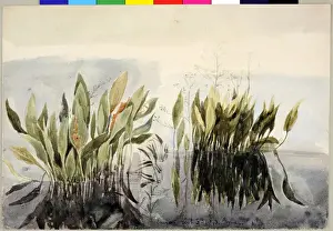 James Moore Artwork Drucke: Lagan Study of Weeds
