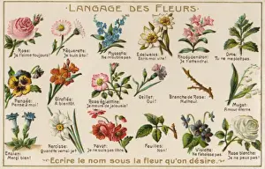 Die Sprache der Blumen