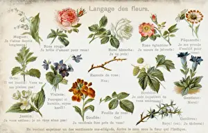 Blumenkarten Sprache
