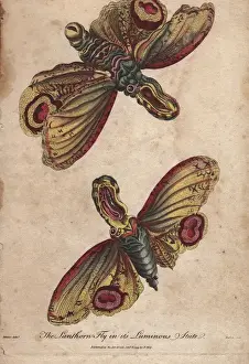 Ebenezer Sibly Prints Drucke: Lanthorn fly or Lantern fly in its luminous