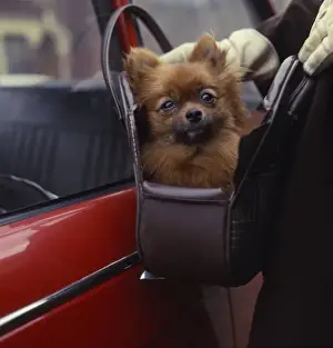 Unusual Pet Friends Drucke: Lapdog in a handbag