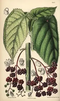 Curtis Botanical Magazine History Drucke: Laportea moroides, stinging nettle native to