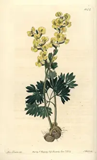 The Botanical Register History Drucke: Large-bracted corydalis, Corydalis bracteata