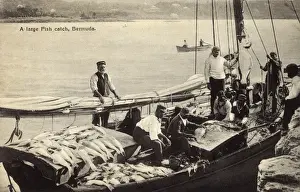 Große Fischfang in den Bermudas