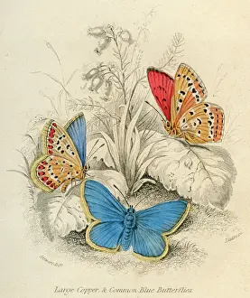 Große Kupferweißschmetterlinge