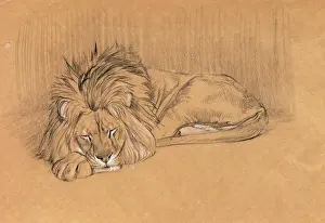 Drucke von Großer männlicher Löwe schläft, ein Studium mit Bleistift und Conté-Kreide von Raymond Sheppard Schlafzimmer Drucke: Großer männlicher Löwe schläft