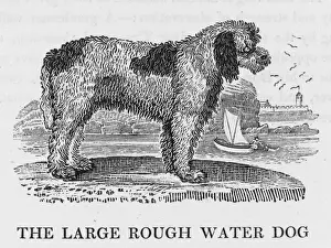 Drucke von Der kluge und robuste Hund wird auf Schiffen mitgeführt, dank seiner Fähigkeit, Dinge zu retten, die über Bord gefallen sind Aquaticus Drucke: Großer rauher Wasserhund