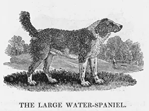 Rare Dog Breeds UK Drucke: Large Water Spaniel