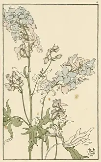 Larkspur