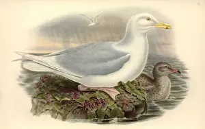 John Gould Birds Drucke: Larus hyperboreus, glaucous gull