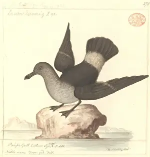 Larus pacificus, Pazifikseeschwalbe