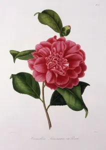 Jung Drucke: Kamellien-Rawisian oder Roszii