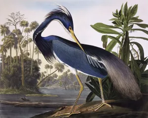 Zeichnungen Drucke: Louisianaheron, von John James Audubon