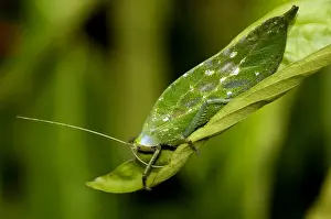 Eine Blattkatzeid ernährt sich von einem Blatt im Wachstumshindernis der Pflanzenwelt