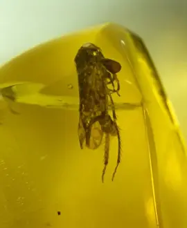 Invertebrate Fossils Drucke: Leafhopper bug in Dominican amber