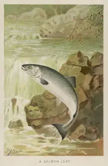 Aquatic Wildlife Drucke: Leaping Salmon
