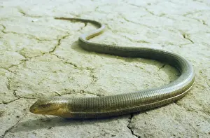 Drucke von Kopfdachschildkröte (Ophisaurus apodus). Kopetdager Berge – Türkmenistan – ehemalige Sowjetunion – März Beinlose Eidechsen Drucke: Einschichtiger Eidechsenschildkröte