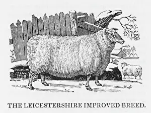 British Sheep Farming Drucke: Leicester Improved breed of sheet