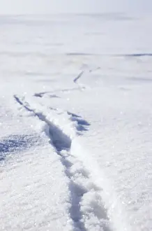 Drucke von Lemming Spuren auf Schnee (Lemmus sibiricus). Tundra des Taimyr-Halbinsel, Küste der Kara-See, Winter. Russischer Arktis, Sibirien, Russland Sibiricus Drucke: Fährten von Lemmings im Schnee