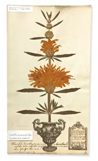 Dicotyledonous Angiosperms Drucke: Leonotis leonurus, Lions tail