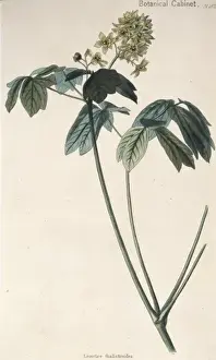 Leontice thalictroides, Birnenschlüssel