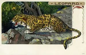 African Leopard Habitat Drucke: Leopard