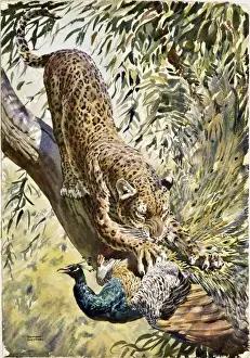 Ein Leoparden fängt einen Pfaukern