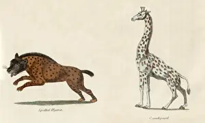 Australian Wildlife Prints Drucke: Leopard and Hyena