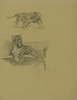 Historical Animal Prints For Sale Drucke: Leopard on Ledge and Tiger Cub