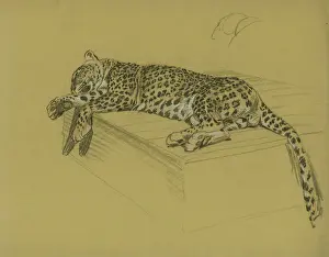 Drucke von Der Leopard liegt auf einer Leiter Leopard Drucke: Der Leopard liegt auf einer Leiter