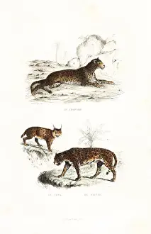 Panthera Pardus Pictures Drucke: Leopard, lynx and jaguar